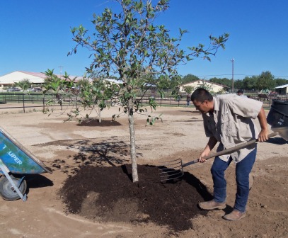 Paddock_trees_Oct_2013_002a