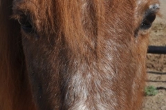 SaddleLightCenter-Newsletter-2015-08-red1