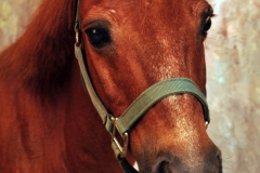 SaddleLightCenter-Newsletter-2015-08-red3