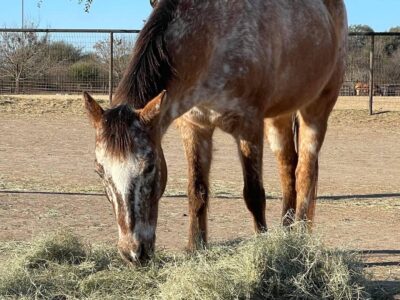 Star, the horse, eating hay outdoors