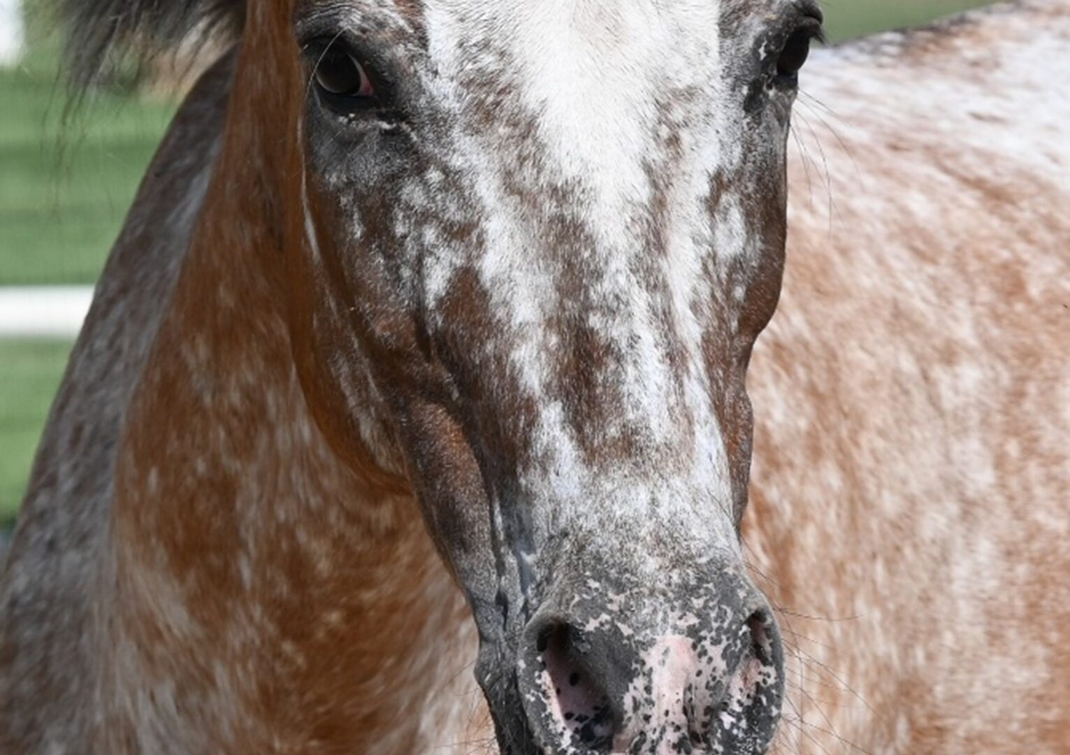 Star face